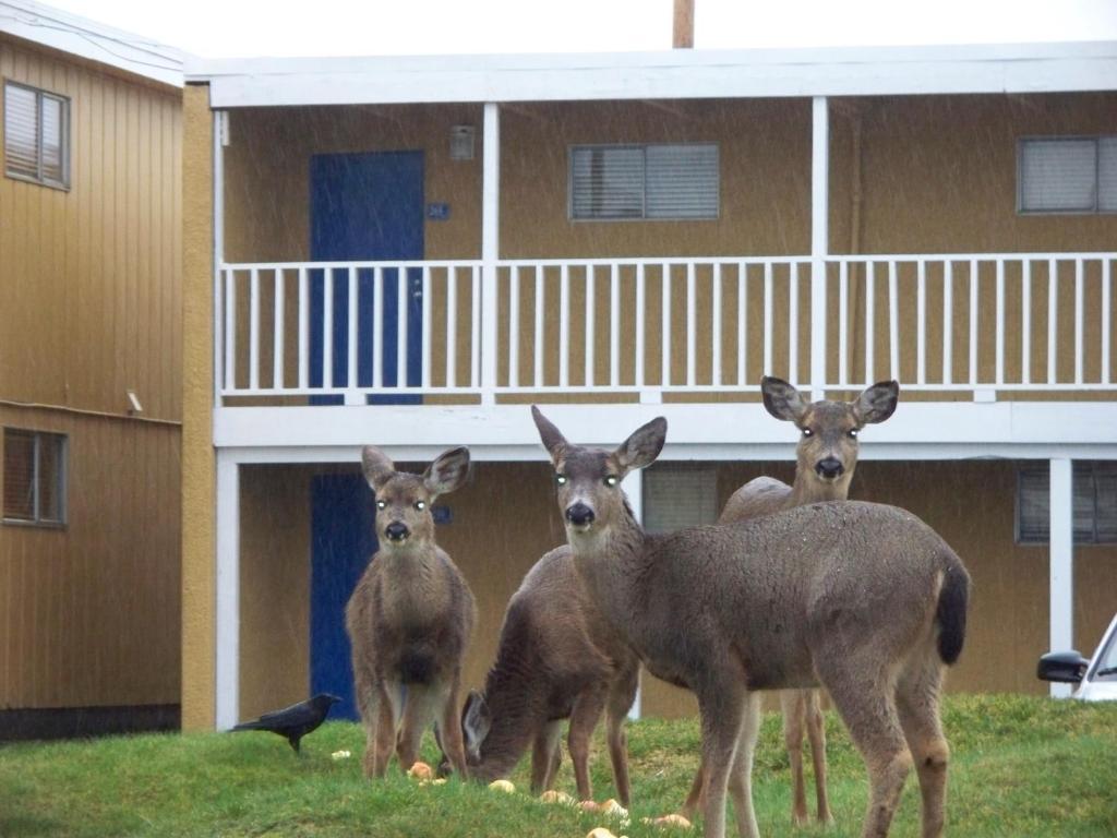 The Sands Resort Ocean Shores Εξωτερικό φωτογραφία
